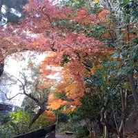 天国の明るさのあり冬紅葉