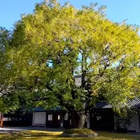 冬青空迎へに来てくれしことも